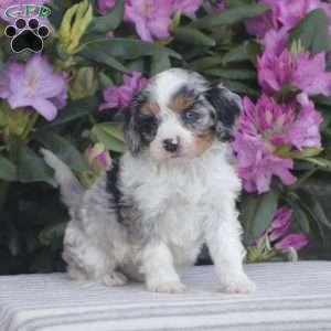 Patches, Cavapoo Puppy